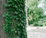 Giardino Villa Saffi 1