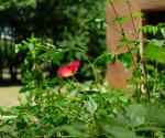 Giardino Villa Saffi 2