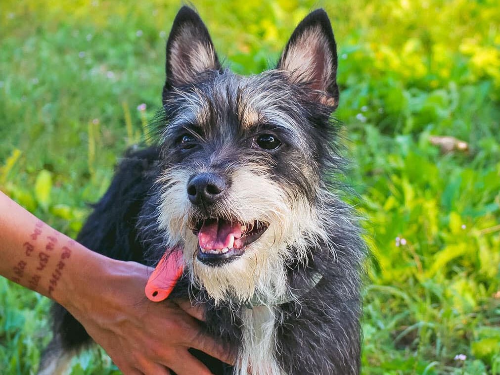 6 zampe in passerella - Sfilata canina in Piazza Giovanni Paolo II